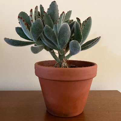 Plantes succulentes 4 po item