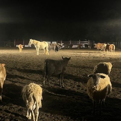 Live Stock Sponsor item