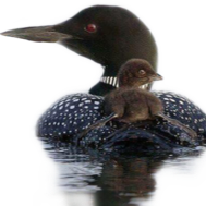 Lac Clair Cottagers Association