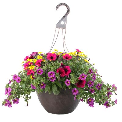 12" Hanging Basket Voucher item