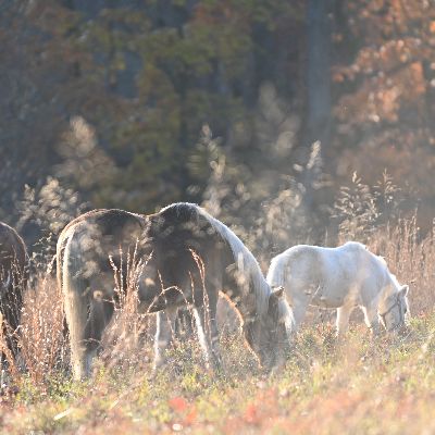 Volunteer Training item