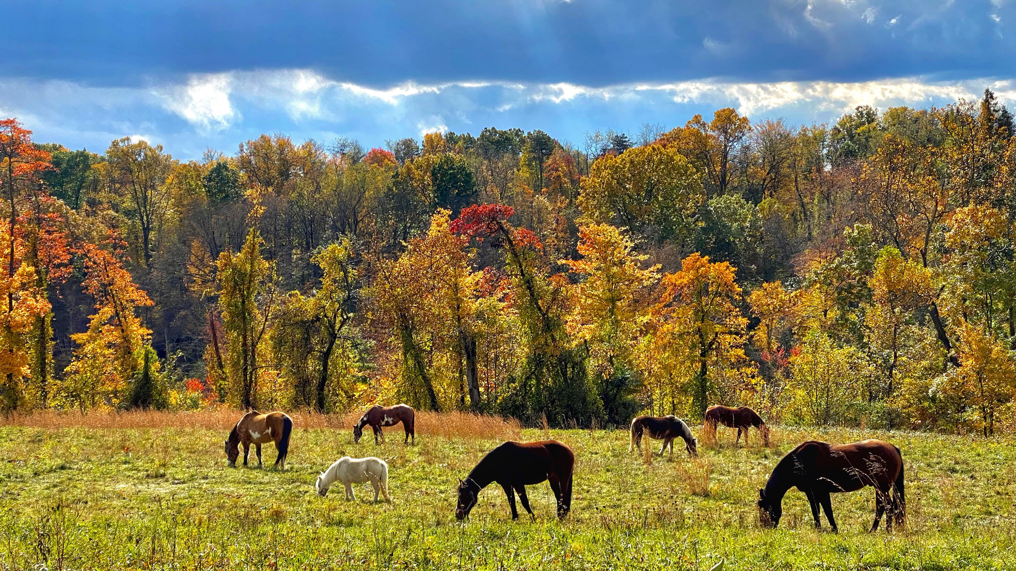 Support Bella Terra Stable's Mission