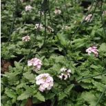 10" Verbena item