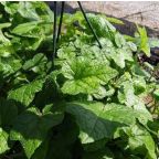 10" Green Swedish Ivy item