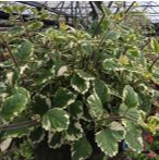 10" Variegated Swedish Ivy item