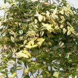 10" White/Green Jew item