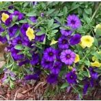 10" Petunia item