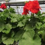 10" Geranium item