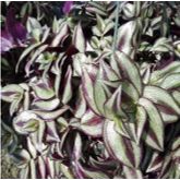10" Purple Jew item