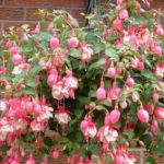 10" Fuchsia item