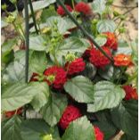10" Lantana item