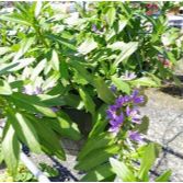 10" Scaevola item