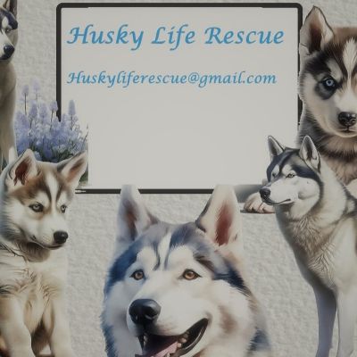 Husky Life Rescue