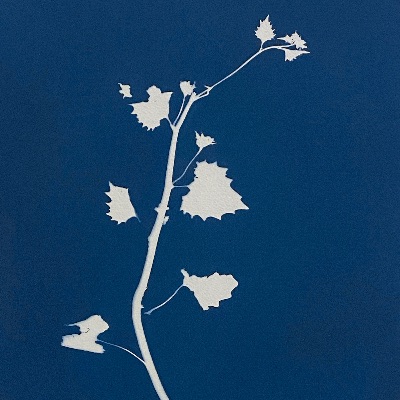 Anahita Norouzi, Displaced Garden #1, 2021 item