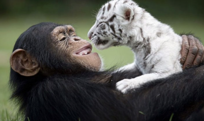 American Friends Of Beit Natan
