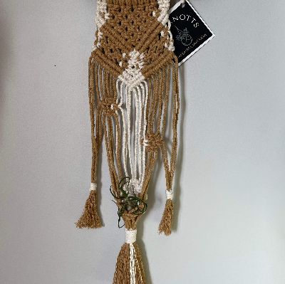 Air plant wall hanger item