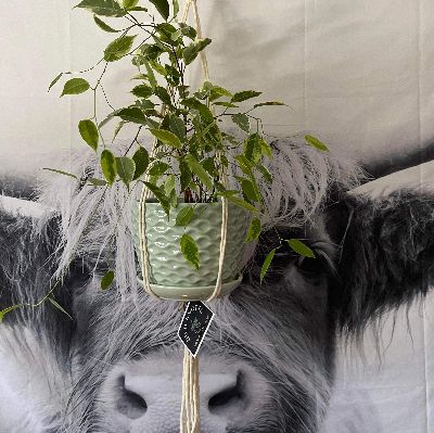 White plant hanger item
