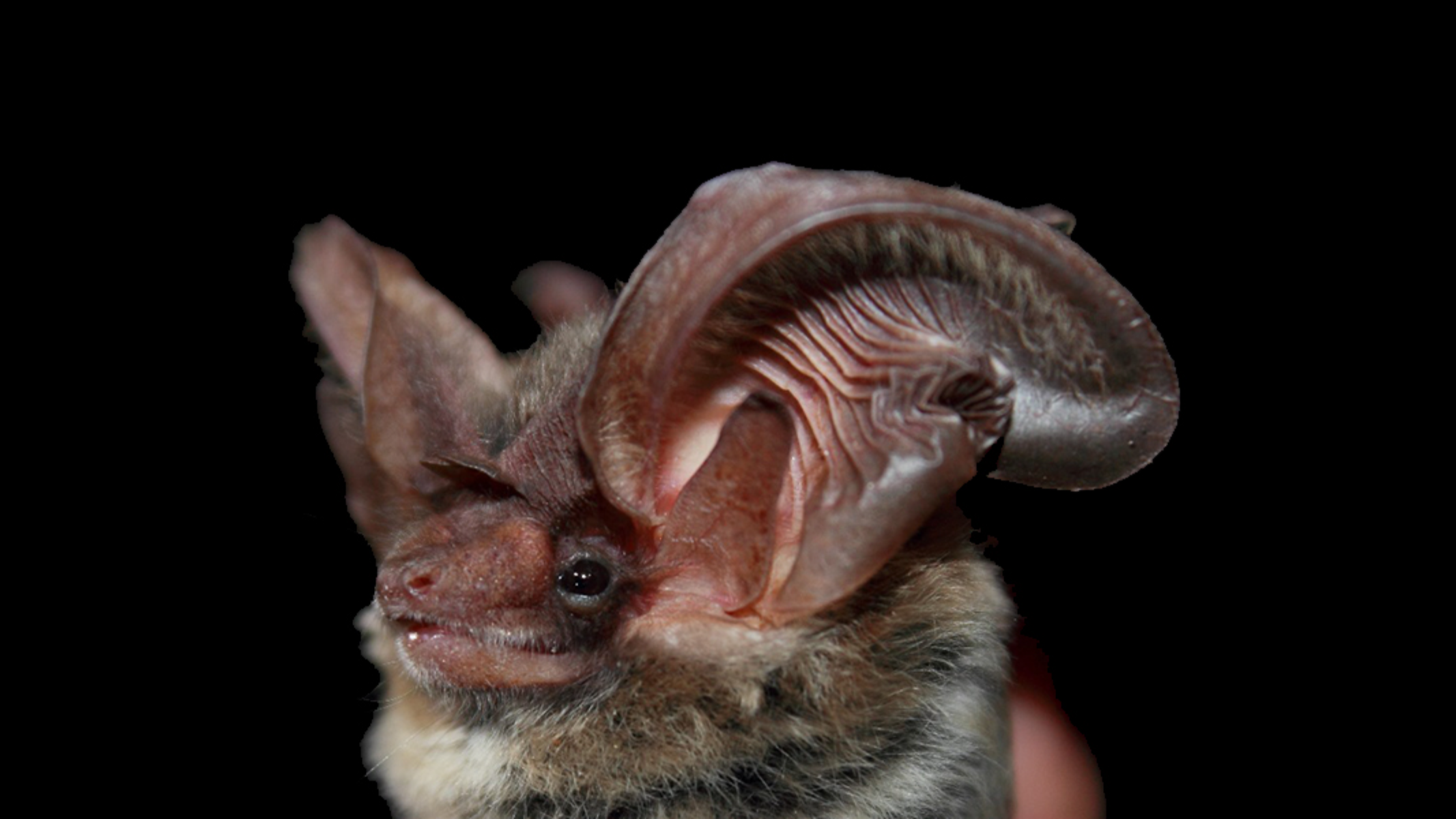 Evening Bat Conservation Event