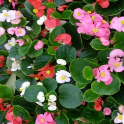 FLAT: BEGONIA ASSORTMENT item
