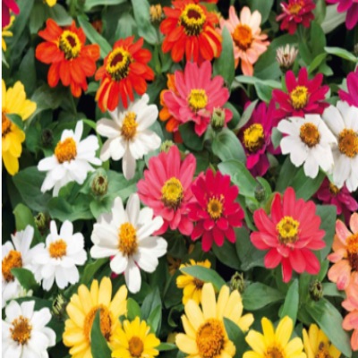 FLAT: ZENIA ASSORTMENT item