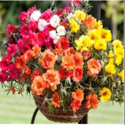 PURSLANE MIXED HANGING BASKET item