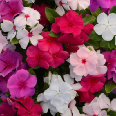 FLAT: PERIWINKLE (Vinca) ASSORTMENT item