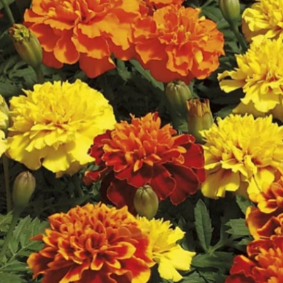 FLAT: MARIGOLD ASSORTMENT item