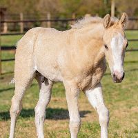 The Quarter Horse Association of Alberta