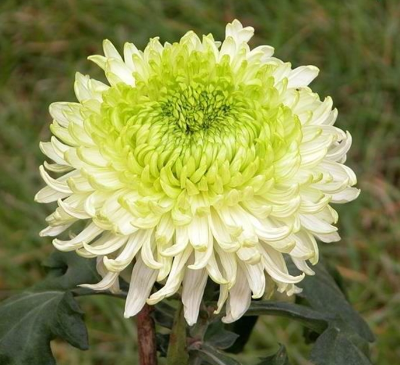 Chrysanthemum youth