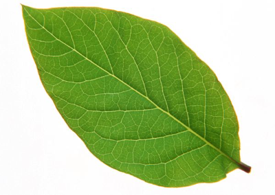 tree leaf