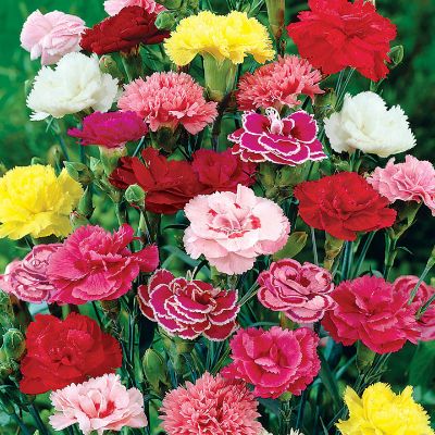 Carnation item