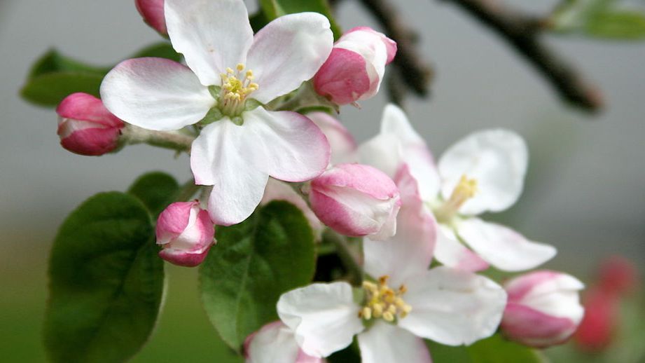 Arbor Day Blossom Festival and Codling Moth Round up