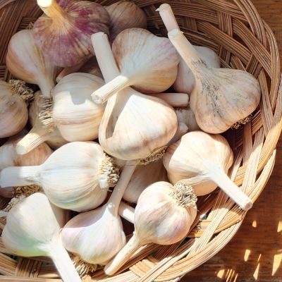 Garlic ("Music" item
