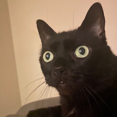 Cattyshack, Inc