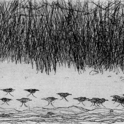 Oiseaux sur l'ìle Saint-Ours item