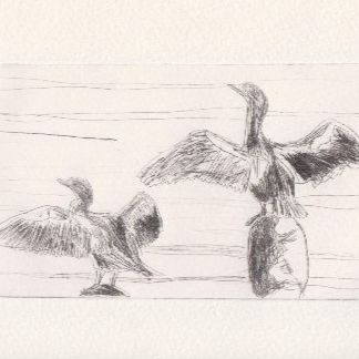 Cormorans item