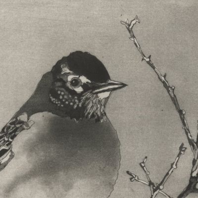 Sans titre (Var.2, Merle d’Amérique, noir) item