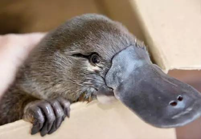 Little platypus