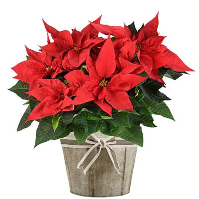 Poinsettia - 6" Red item