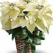 Poinsettia - 10" White item