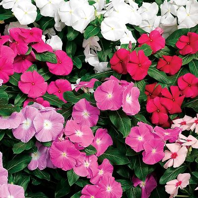 Flat: Periwinkle (Vinca) Assortment item