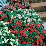 Flat: Begonia Assortment item