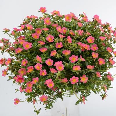Purslane Mixed Hanging Basket item