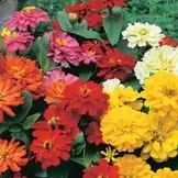Flat: Zinnia Assortment item