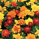 Flat: Marigold Assortment item