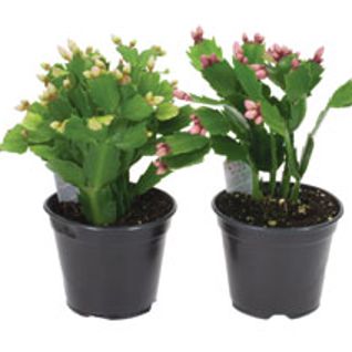 Christmas Cactus item