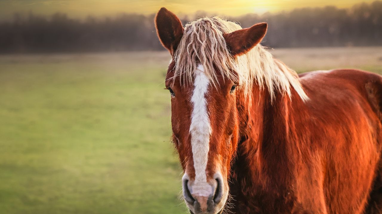 Help Us Save Horses from Slaughter!