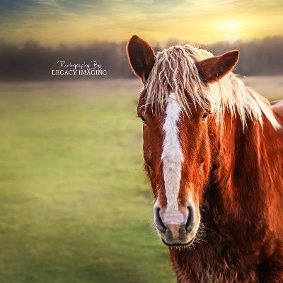 Legacy Ranch & Rescue Inc.