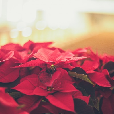 Poinsettias item