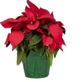 Red Poinsettia item